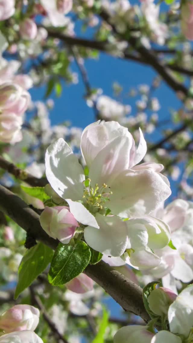 Spring is the season of renewal. Your self-care deserves a reset, too. 🌸

Introducing our Spring Reset Menu, a curated collection of treatments designed to refresh your skin, restore your energy, and help you bloom into the new season.

This year’s featured experiences include:

✨ Sacred Stones Massage
✨ Usui Reiki Energy Healing
✨ Hydrate Hydrafacial
✨ Keravive Scalp Treatment

Each selection is inspired by nature and designed to leave you feeling lighter, brighter, and completely rejuvenated.

Step into spring with a fresh start!

🌷 Book Now → link in bio

#springreset #seasonalselfcare